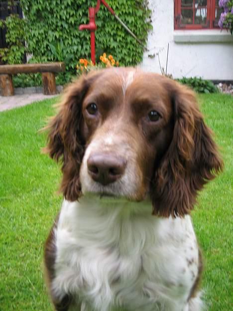 Engelsk springer spaniel Twister F.T. "R.I.P" - Er jeg tæt nok på kameraet ?? billede 4