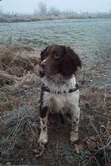 Engelsk springer spaniel Twister F.T. "R.I.P" - Hov.. var der ikke lige noget ? billede 5