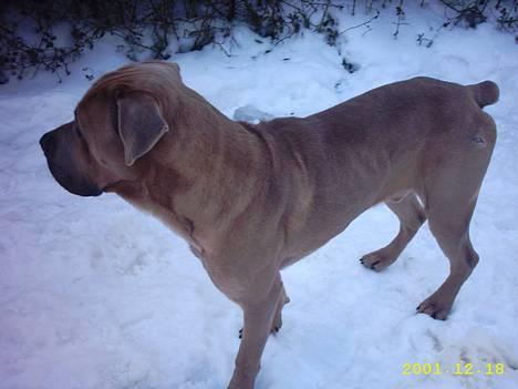 Cane corso Hunter Ro-Ka-Te (joy) billede 11