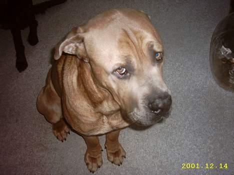 Cane corso Hunter Ro-Ka-Te (joy) billede 12