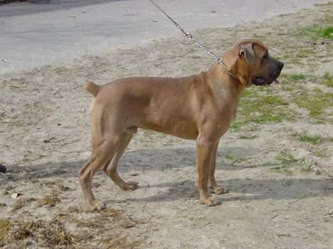 Cane corso Hunter Ro-Ka-Te (joy) billede 13