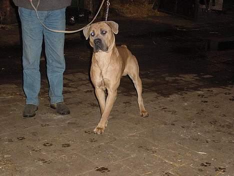 Cane corso Hunter Ro-Ka-Te (joy) billede 14
