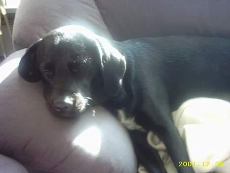 Labrador retriever Soffi (død d. 20/10-05) billede 11