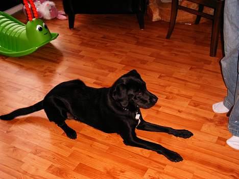 Labrador retriever Soffi (død d. 20/10-05) billede 12