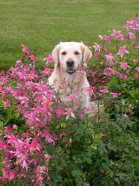 Golden retriever Fair Lady Laura - Bella † - Bella i blomsterne d. 12 Juni 2005 billede 11