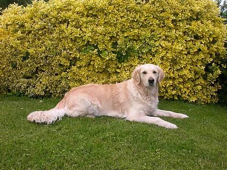 Golden retriever Fair Lady Laura - Bella † - Min smukke hund, lidt for skøn ikk? ;o) -d. 12 Juni 2005 billede 12
