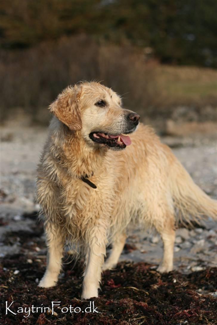 Golden retriever Fair Lady Laura - Bella † - Dejlige Bella ved vandet Februar 2008 billede 15