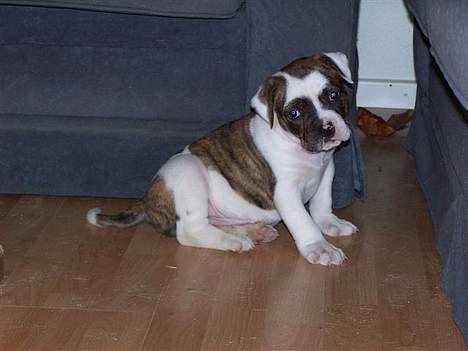 Amerikansk bulldog Cæsar billede 3