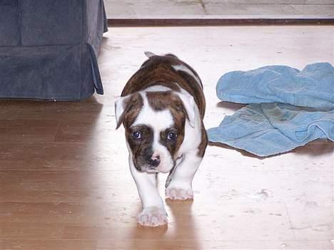 Amerikansk bulldog Cæsar billede 4