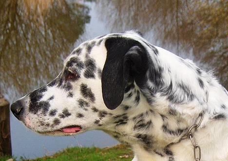 Blanding af racer Rollo billede 9