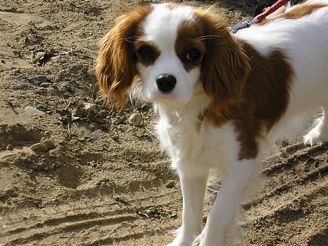 Cavalier king charles spaniel Bella - født 15 oktober - Se lige mig! billede 1
