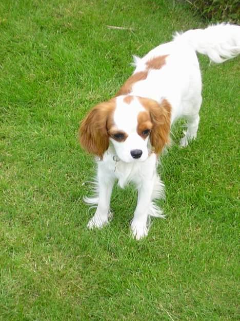 Cavalier king charles spaniel Bella - født 15 oktober - Her står jeg.. billede 2