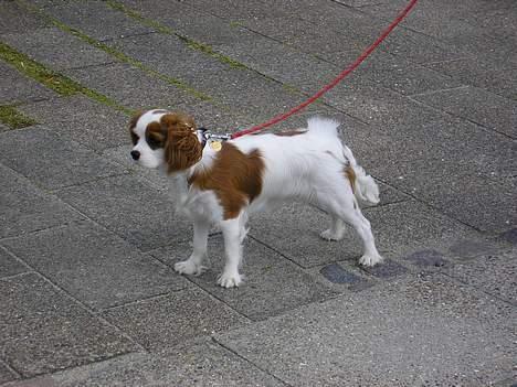 Cavalier king charles spaniel Bella - født 15 oktober - Ude, at gå..  billede 3