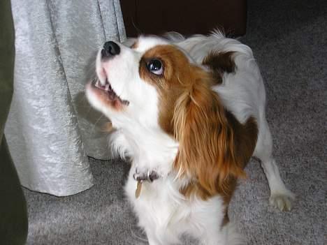 Cavalier king charles spaniel Bella - født 15 oktober - Gi´ mig gi´ mig giiiii miiiig! billede 4