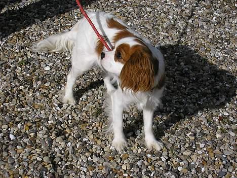 Cavalier king charles spaniel Bella - født 15 oktober - hva?! billede 5