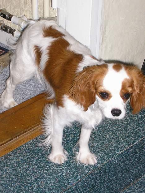 Cavalier king charles spaniel Bella - født 15 oktober - HVEM er det?! billede 6