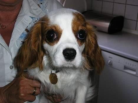 Cavalier king charles spaniel Bella - født 15 oktober - Bøh.. billede 7