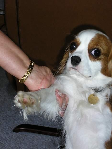 Cavalier king charles spaniel Bella - født 15 oktober - Ehh... Hva´ laver du med MIT ben??!!? billede 8