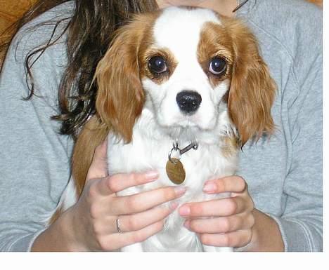 Cavalier king charles spaniel Bella - født 15 oktober - Hej hej.. billede 9