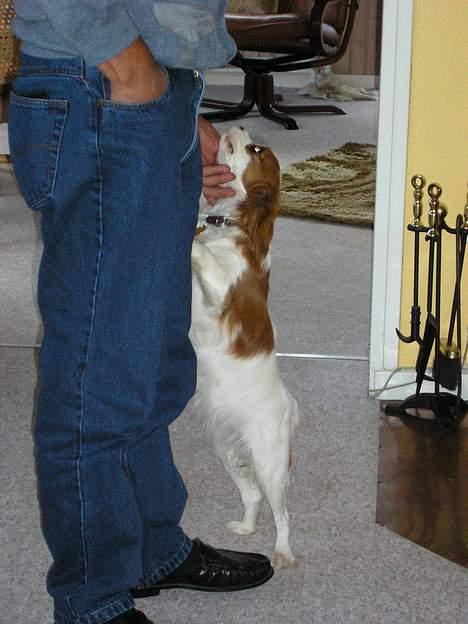 Cavalier king charles spaniel Bella - født 15 oktober - Heeej far..  billede 10