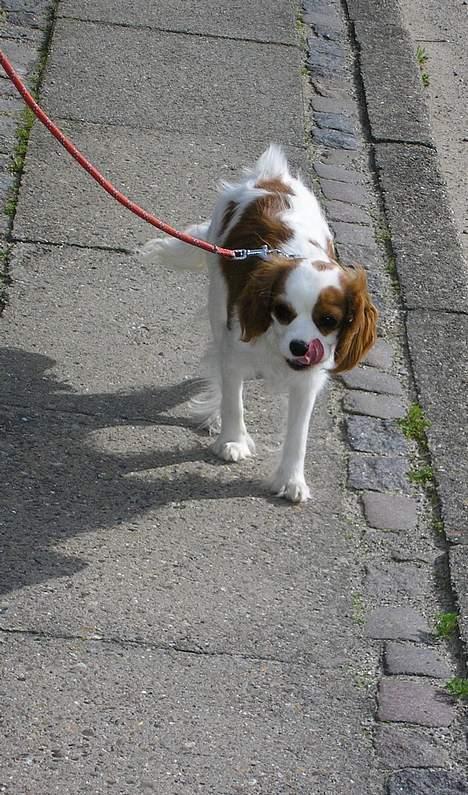 Cavalier king charles spaniel Bella - født 15 oktober - MhhHmmM..  billede 11