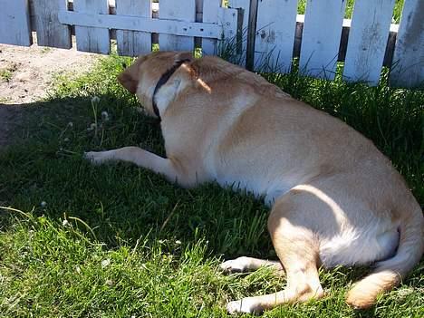 Blanding af racer Donna billede 11