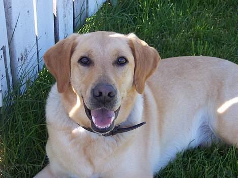 Blanding af racer Donna billede 12