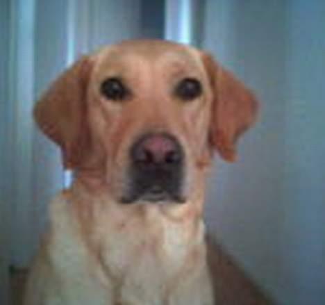 Blanding af racer Donna billede 13