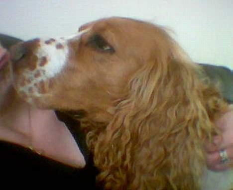 Cocker spaniel Rico - mor får lige et kys...*S* billede 8