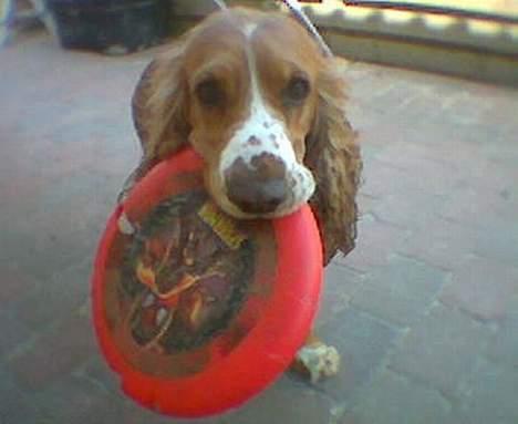 Cocker spaniel Rico - Jeg vil altså ha´den med ind, det vil jeg...!!! billede 9