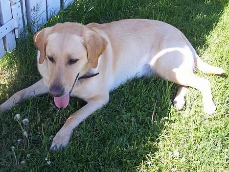 Blanding af racer Donna billede 14