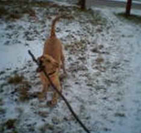 Blanding af racer Donna billede 15