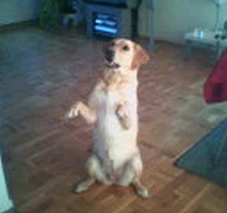 Blanding af racer Donna billede 16