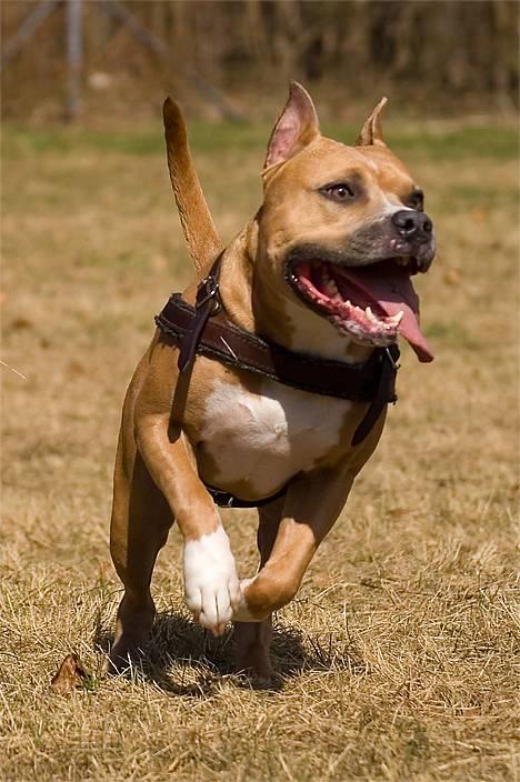 Amerikansk staffordshire terrier Nadia   *R.I.P.* - *Nyt* Tosafoto April 2006 billede 6