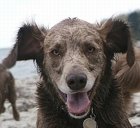 Langhåret Weimaraner Agge - En glad hund, er en våd hund !  *gg* billede 1