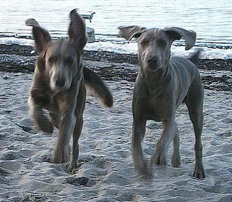 Langhåret Weimaraner Agge - Kom til Moar ! billede 2