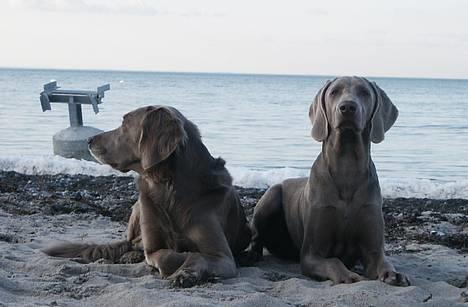 Langhåret Weimaraner Agge - Mig og min lillebror ! billede 3