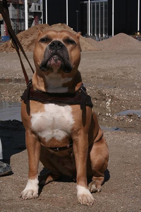 Amerikansk staffordshire terrier Nadia   *R.I.P.* - Er hun ikke smuk... :o) billede 7