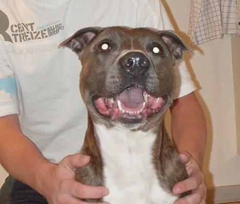 Amerikansk staffordshire terrier Silver(Død) billede 1