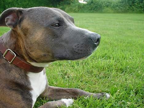 Amerikansk staffordshire terrier Silver(Død) billede 2