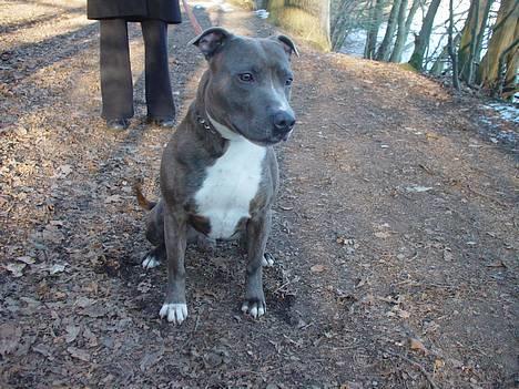 Amerikansk staffordshire terrier Silver(Død) billede 3