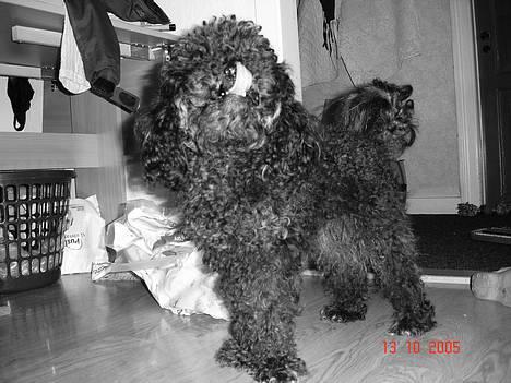 Dværgpuddel Trunte 'RIP* - Ved ikke lige hva hun har set med den tunge hehe billede 1