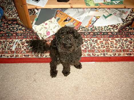 Dværgpuddel Trunte 'RIP* - trunte 12 mdr billede 2