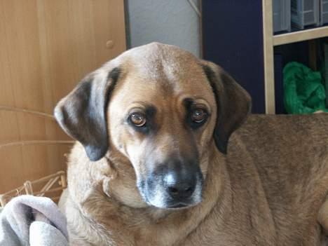 Blanding af racer Tara, død 2006 - For lækker lækker lækker lækker billede 1