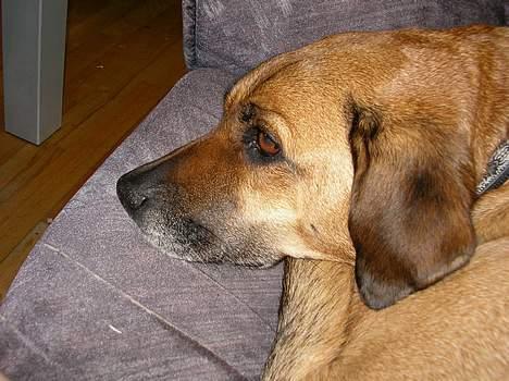 Blanding af racer Tara, død 2006 - Her ligger jeg i sofaen, nogen gange ligger jeg også på min Peter Plys madras billede 2