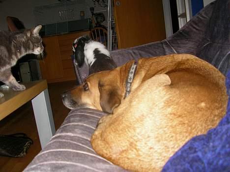 Blanding af racer Tara, død 2006 - Hvis katten ikke nøjes med at kigge, skal jeg nok passe på kaninen billede 3