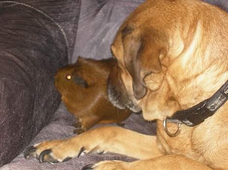 Blanding af racer Tara, død 2006 - Hende her synes jeg er sød. Alle de andre dyr herhjemme er bare irriterende billede 4