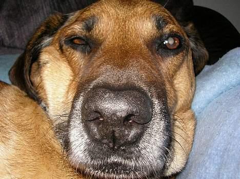 Blanding af racer Tara, død 2006 - Hvad...?!?!?!! billede 5