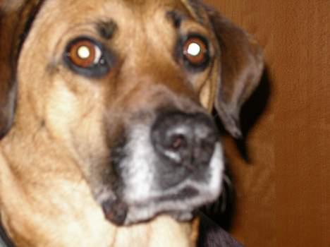 Blanding af racer Tara, død 2006 - Har DU et problem???? billede 6