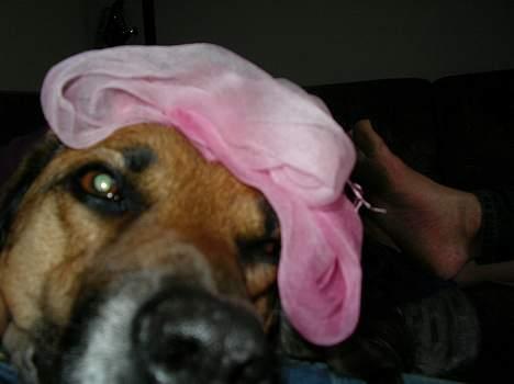 Blanding af racer Tara, død 2006 - Når man bliver gammel rammer tømmermændende lidt hårdere end førhen billede 7